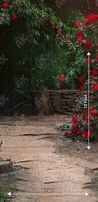 Red Rose Garden (PRE-ORDER) Red Rose Garden (PRE-ORDER)